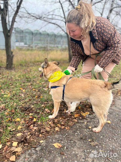 Ласковый и нежный Персик