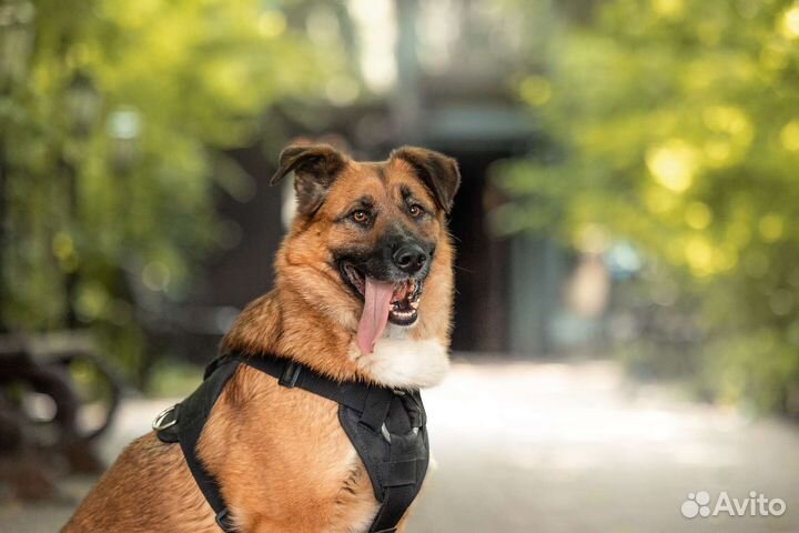 Метис овчарки в добрые руки