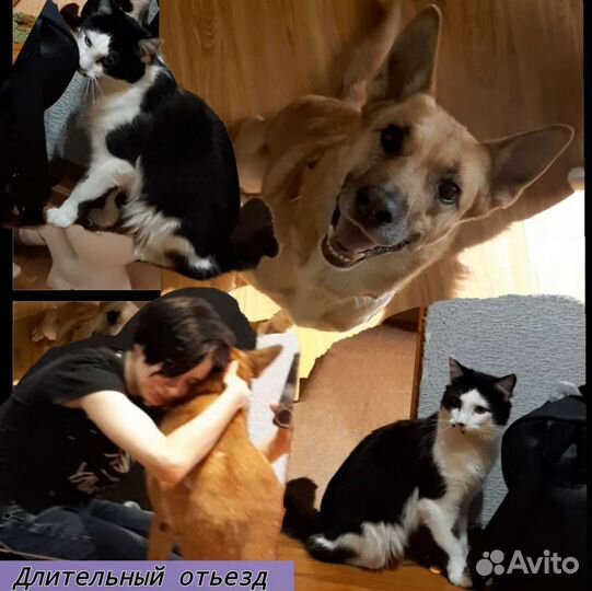 Зооняня на время отъезда хозяев + отчёты