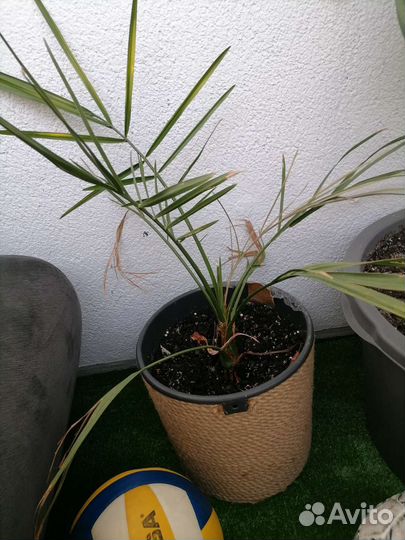 Финиковая пальма