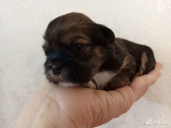 Лхасаапсо щенки