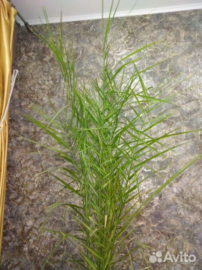 Финиковая пальма