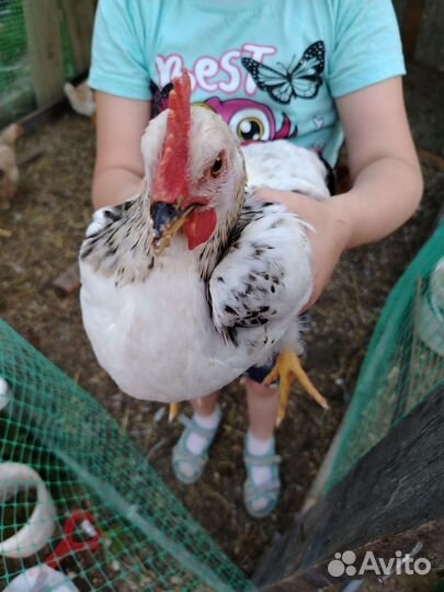 Продам петуха