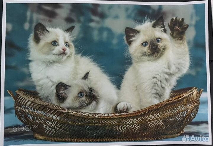 Цветной лазерный принтер HP CP1215