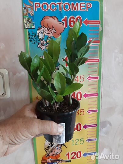 Замиокулькас