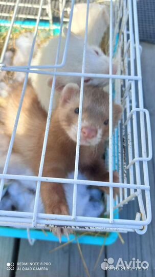 Хорёк, вязка