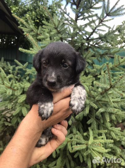 Очаровательные девочки ищут заботливых хозяев