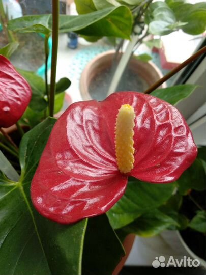 Комнатные цветы антуриум