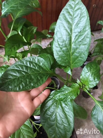 Рассада перца сладкого