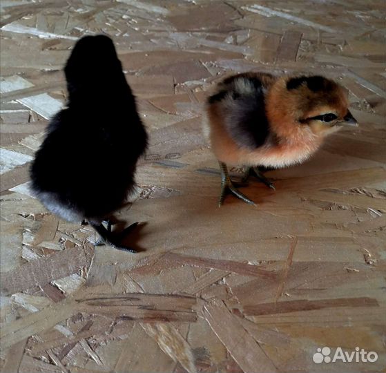 Цыплята и Инкубационное яйцо Лакеданзи