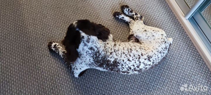 Вязка, Русский охотничий спаниель