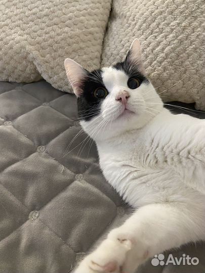 Отдам котика в добрые руки
