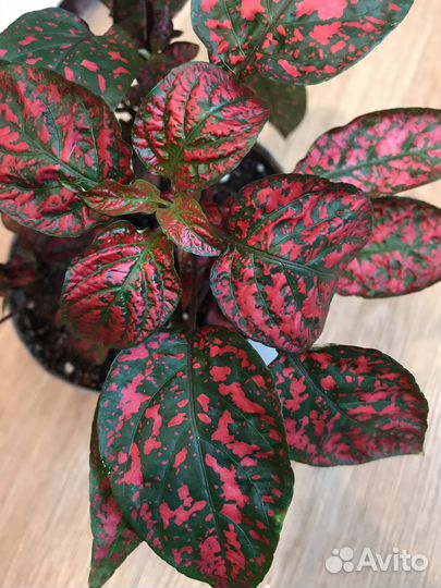 Цветы-очаровашки