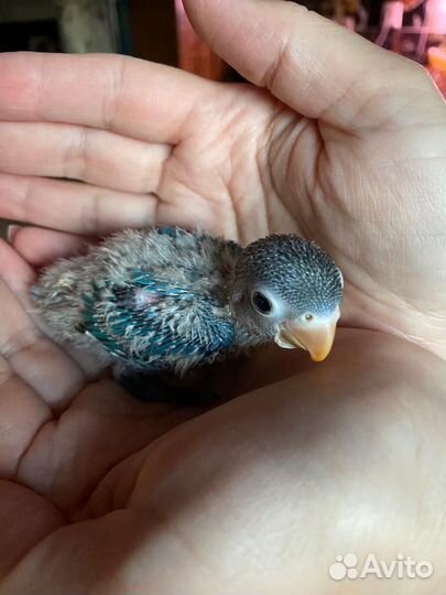 Попугай неразлучники