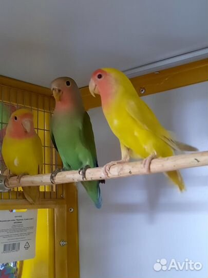 Попугаи неразлучники
