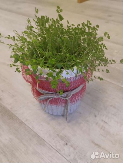 Солейролия