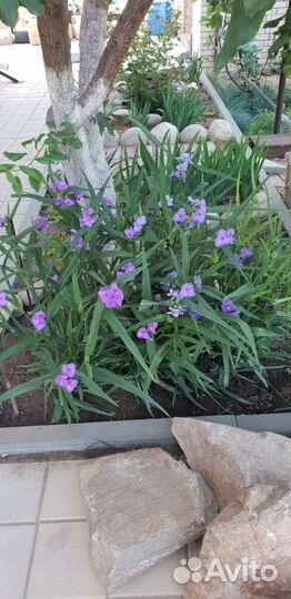 Цветы для сада