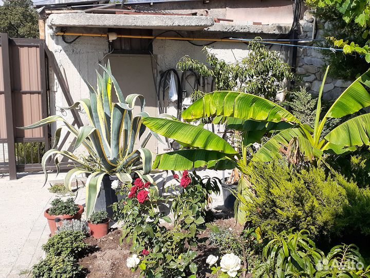 Агава, растения для дома и сада