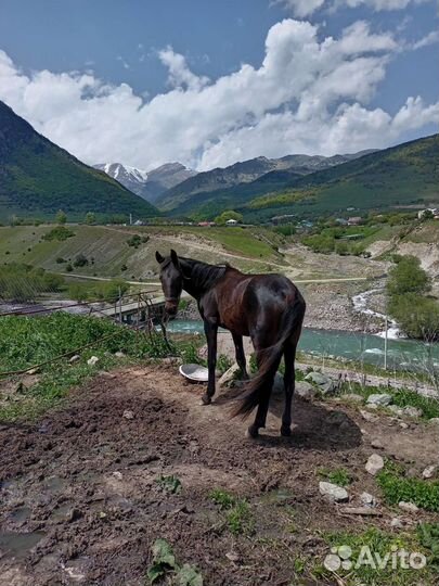 Карачаевский жеребец