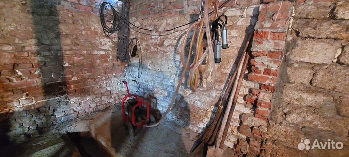 Коровы дойные молочные