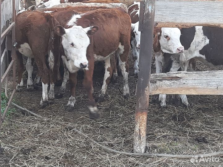 Тёлочки герефорды сементалы казахи
