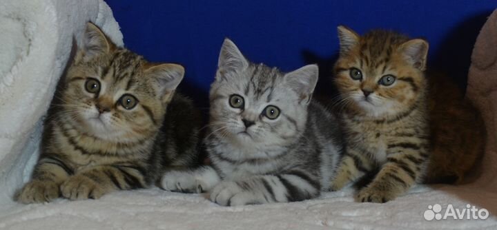 Британские котята