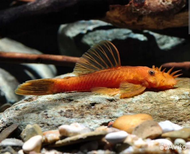 Анциструсы, L сомы, апистограммы, коридорасы