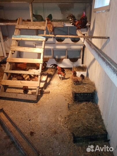 Молодые петухи