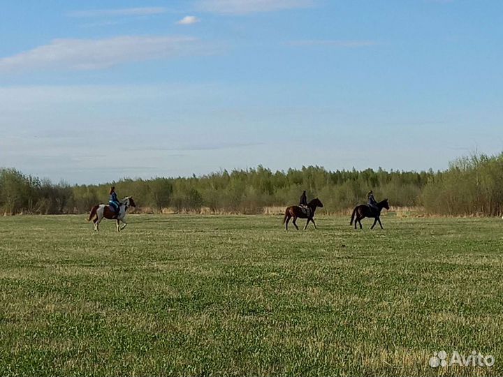 Катание на лошадях и пони. Прокат