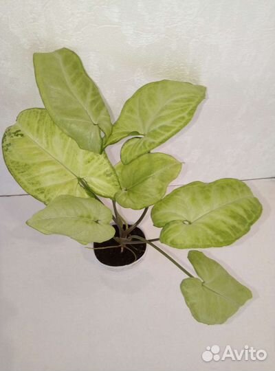 Фикусы,Мандарин,Сингониум,Пальма,Циперус