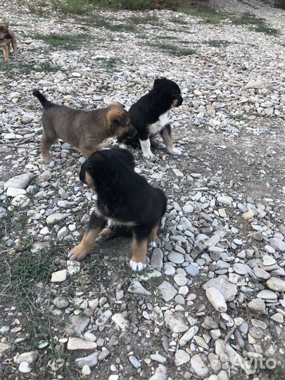 Щенки помесь овчарки и лайки