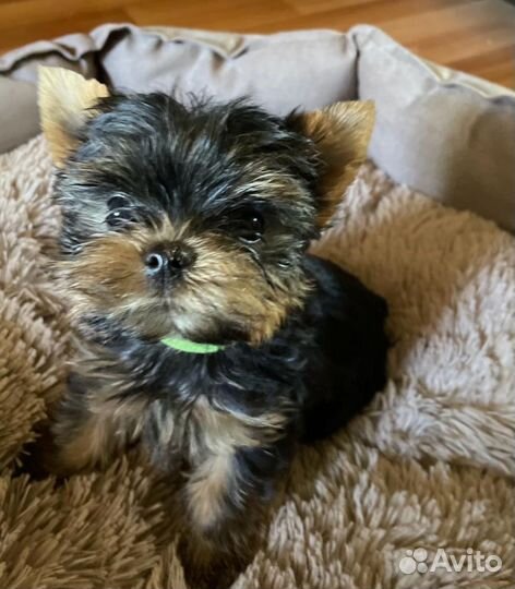 Йоркширский терьер