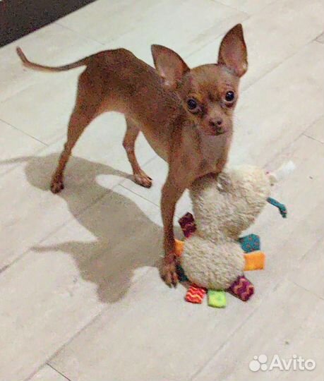 Зоогостиница Передержка животных Догситтер