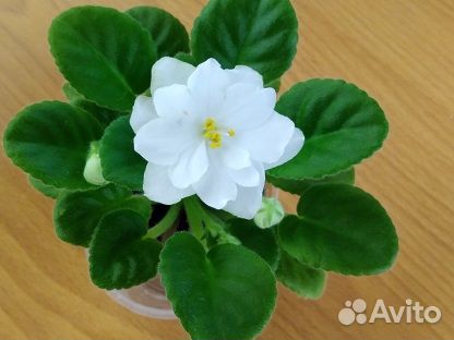 Сортовые фиалки мини/полумини