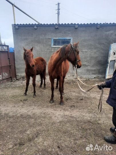 Лошадь с жере 150т