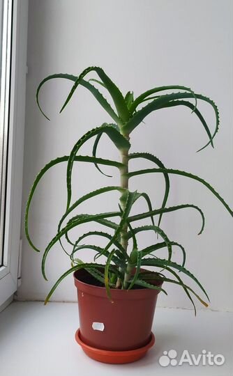 Алоэ столетник