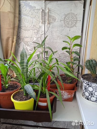 Распродажа, цветы