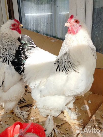 Петухи брама колумбийская светлая