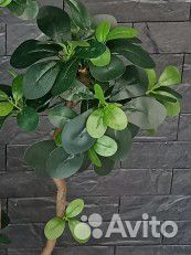 Интерьерная картина