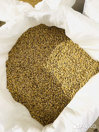 Ячмень, Пшено, Пшеница яровая, кукуруза