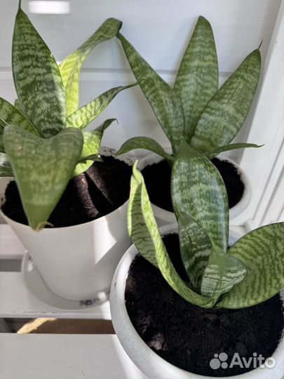 Сансевиерия