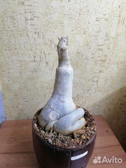 Адениумы взрослые