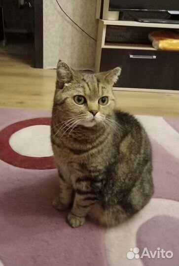 Кошка британской породы