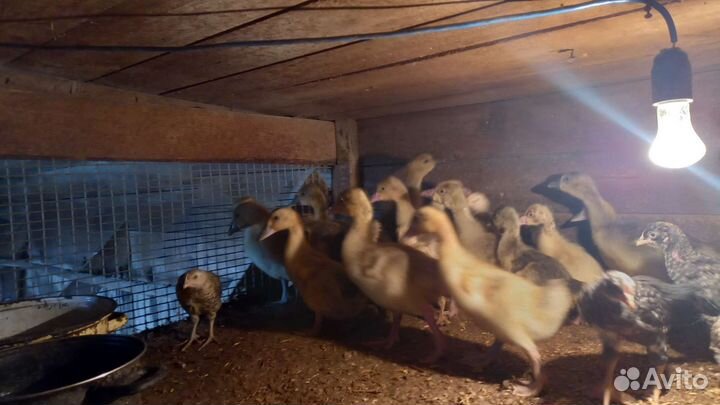 Утяты и гусяты