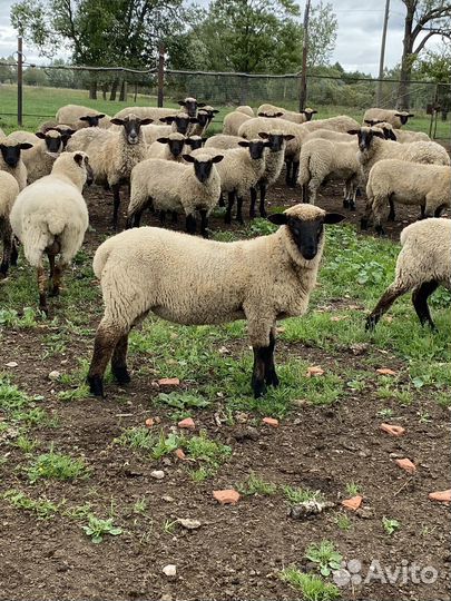 Овцы,ярки,баран на племя