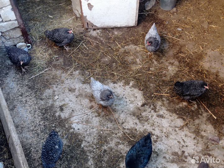 Куры петухи