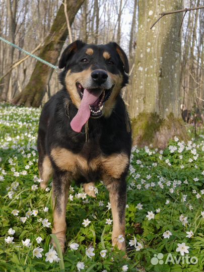 Собака Найс