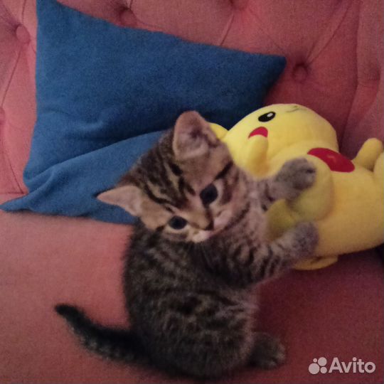 Британские котята