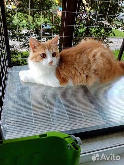 Котик Кузенька в добрые руки