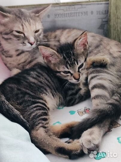 Кошка изьятая из семьи